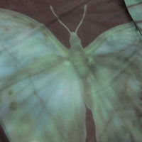 Yardsale Butterfly Mesh Long Sleeve T-Shirt - Black thumbnail